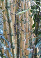 Bamboo